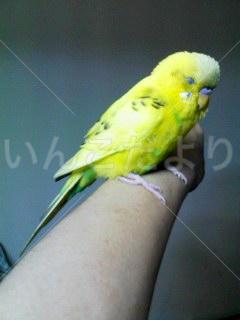 保護鳥の写真