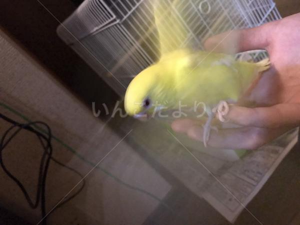 迷い鳥の写真