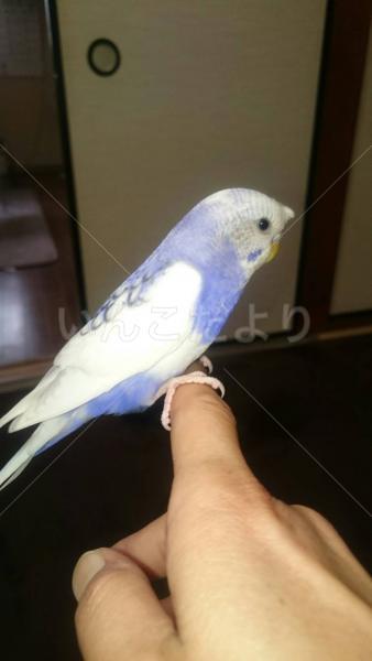 迷い鳥の写真