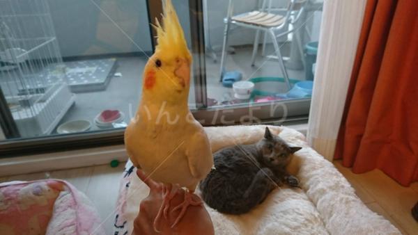 迷い鳥の写真