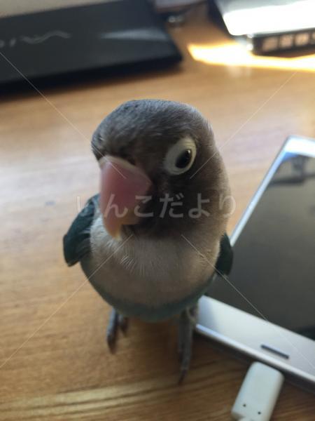 迷い鳥の写真