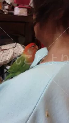 保護鳥の写真
