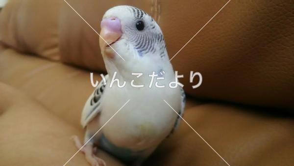迷い鳥の写真