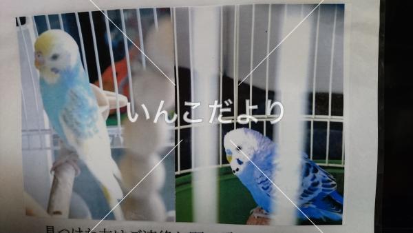 迷い鳥の写真