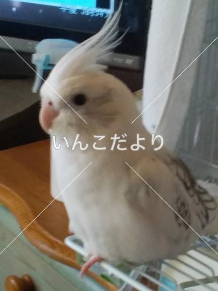 迷い鳥の写真