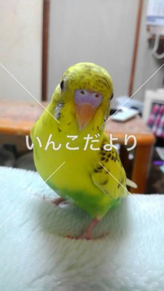 保護鳥の写真
