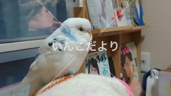 迷い鳥の写真