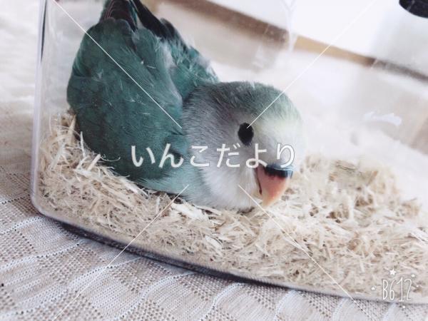 迷い鳥の写真