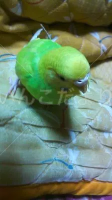 保護鳥の写真