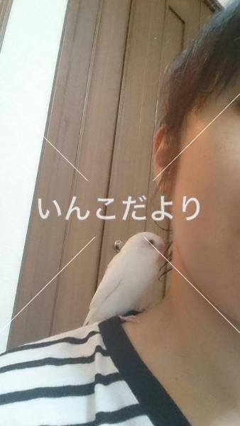 迷い鳥の写真