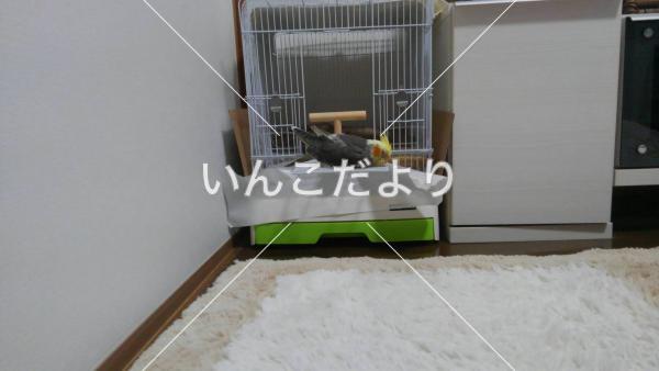 迷い鳥の写真