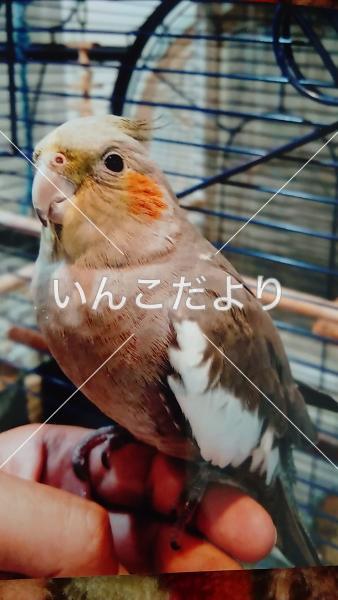 迷い鳥の写真