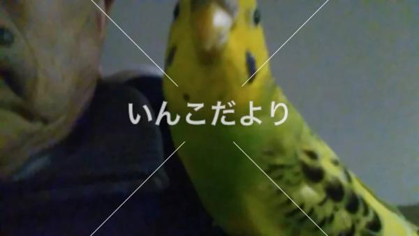 迷い鳥の写真