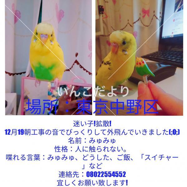 迷い鳥の写真