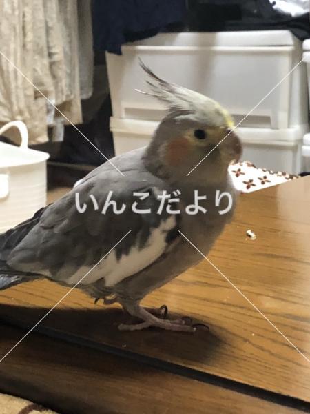 迷い鳥の写真
