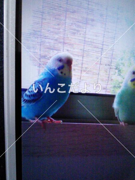迷い鳥の写真