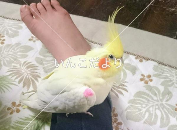 迷い鳥の写真