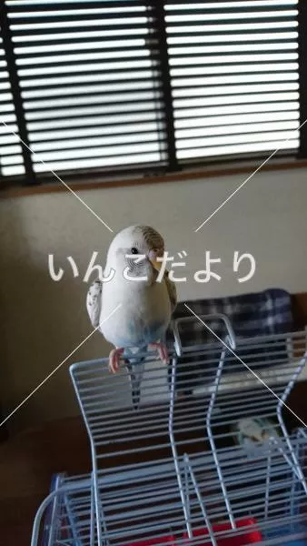 保護鳥の写真