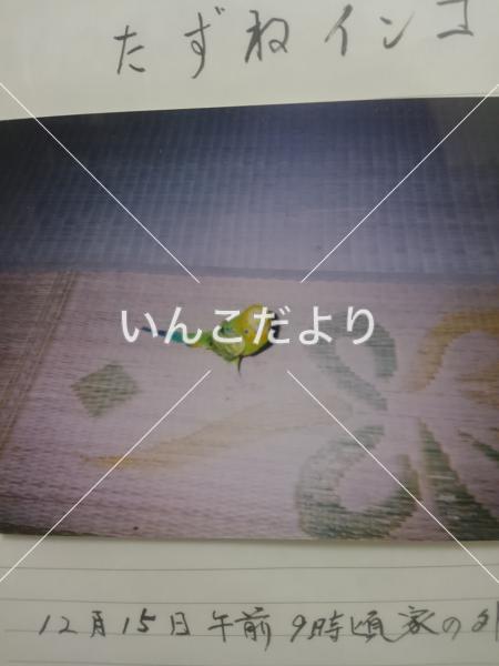 迷い鳥の写真