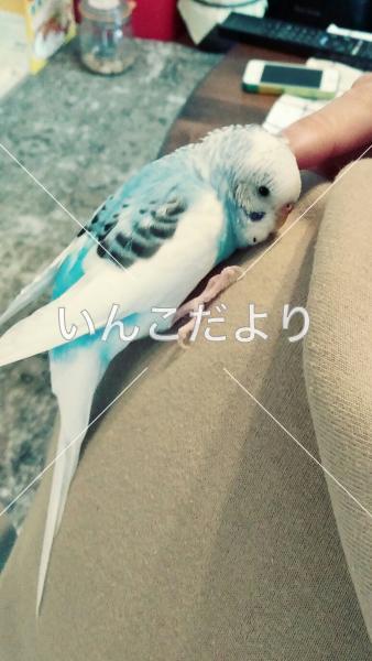 迷い鳥の写真