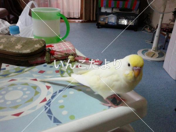 迷い鳥の写真