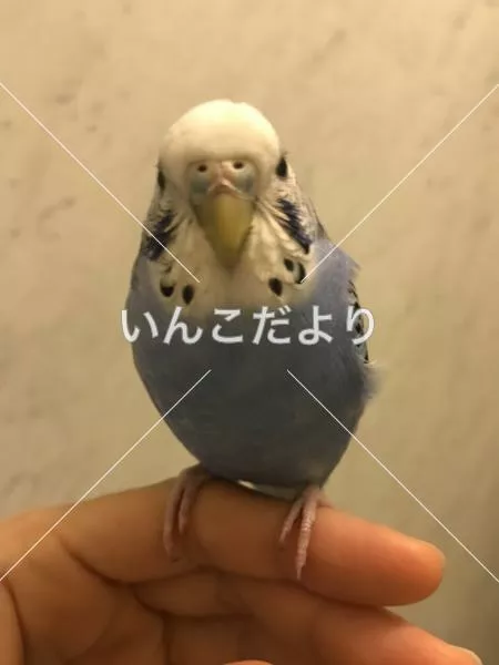 保護鳥の写真