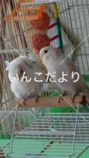 迷い鳥の写真
