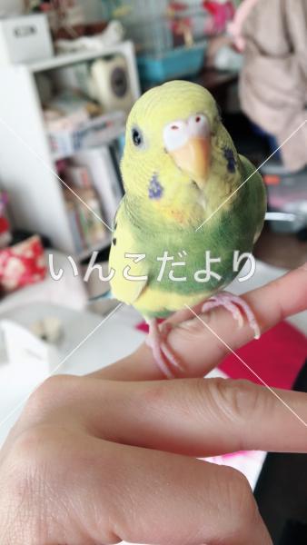 迷い鳥の写真
