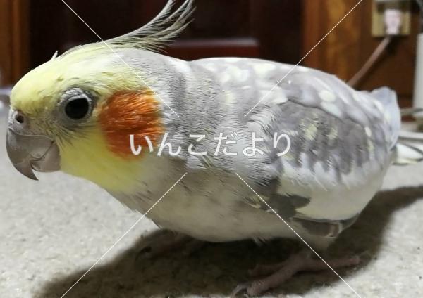 迷い鳥の写真