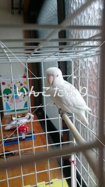 保護鳥の写真