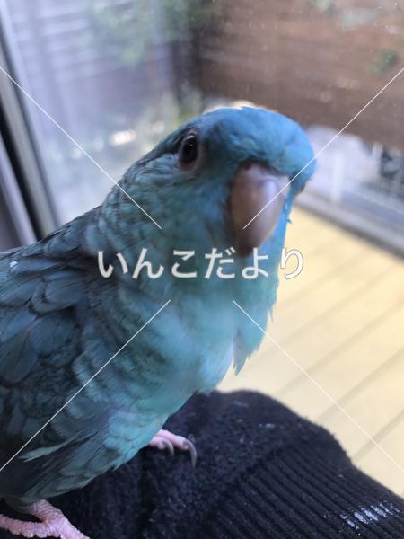 迷い鳥の写真