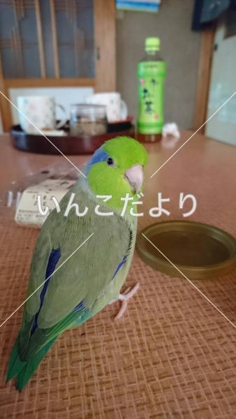 迷い鳥の写真