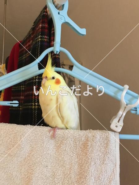 迷い鳥の写真