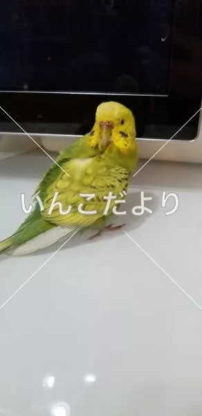 保護鳥の写真