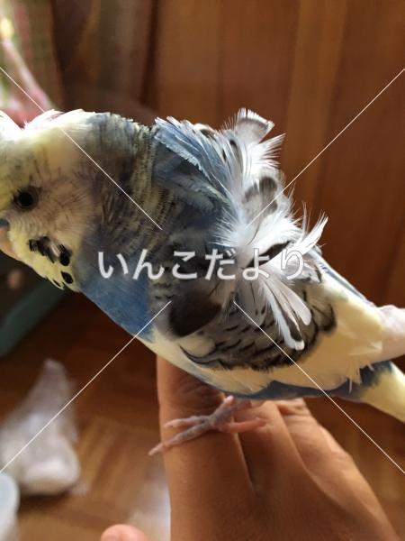 迷い鳥の写真