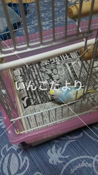 迷い鳥の写真