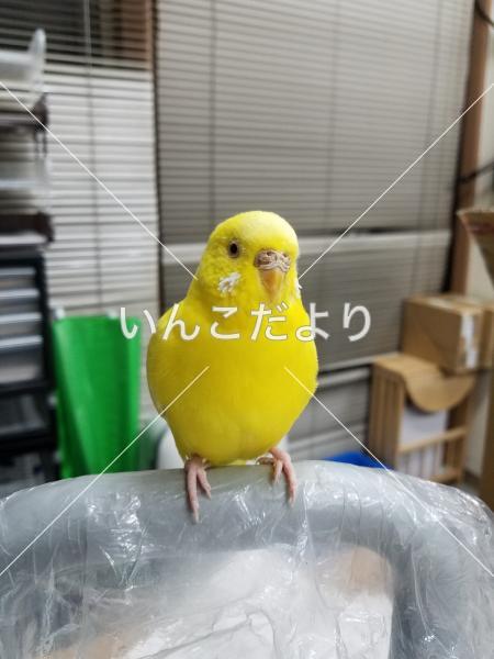 保護鳥の写真