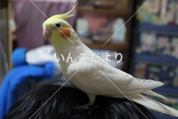 迷い鳥の写真
