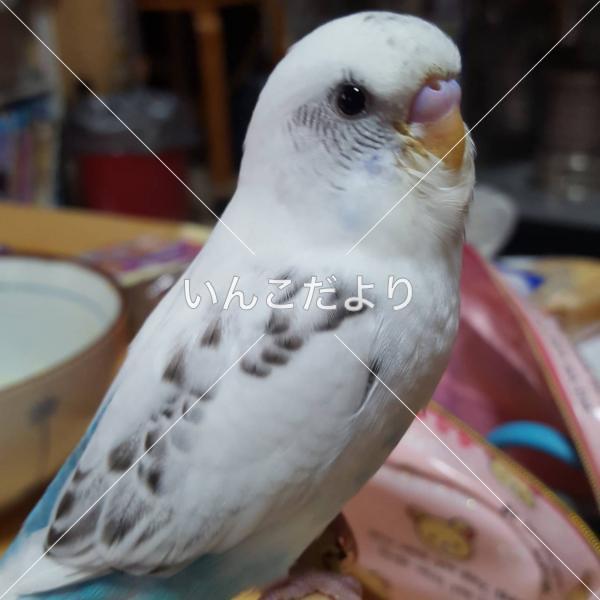 迷い鳥の写真