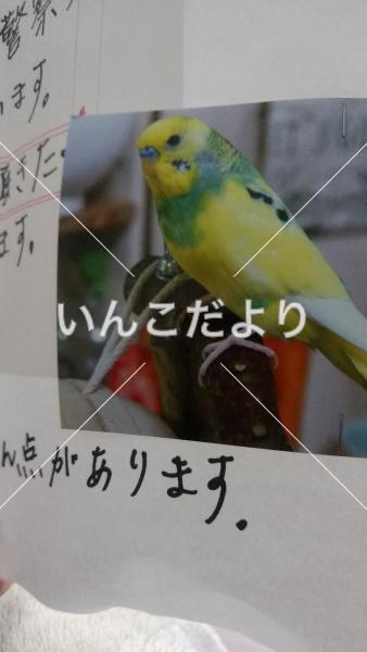 迷い鳥の写真