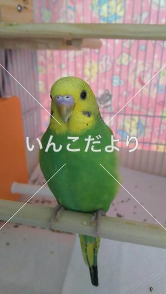迷い鳥の写真