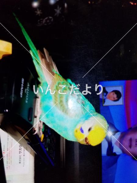 迷い鳥の写真