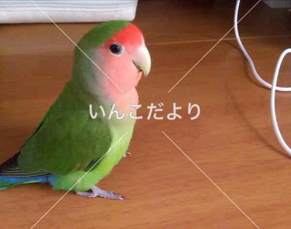 迷い鳥の写真