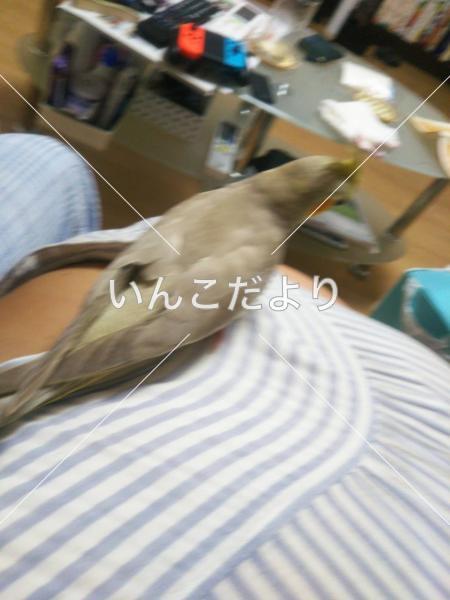 迷い鳥の写真
