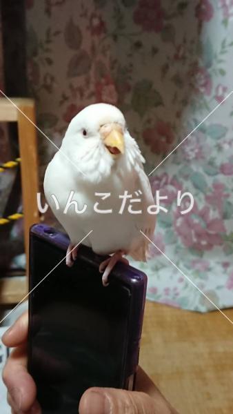 迷い鳥の写真