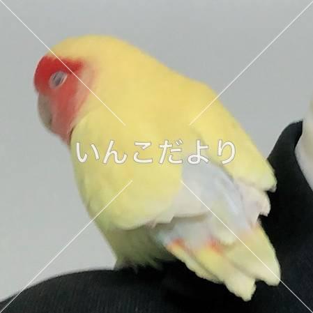 保護鳥の写真