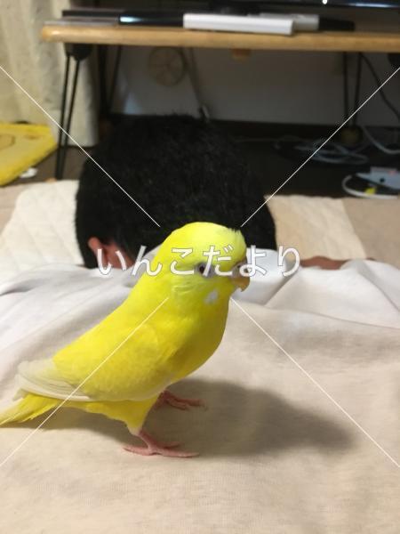 迷い鳥の写真