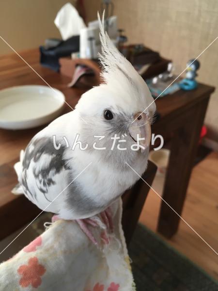 迷い鳥の写真