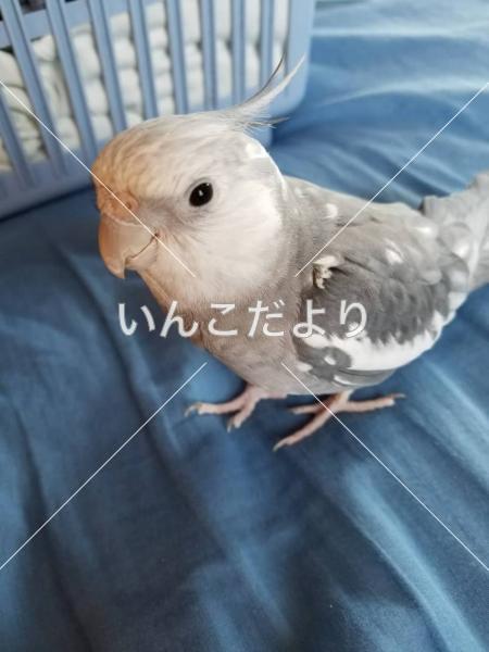 迷い鳥の写真