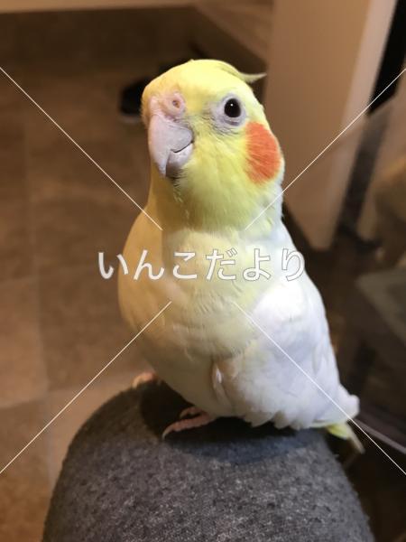 迷い鳥の写真